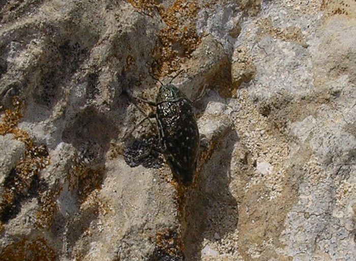 Julodis onopordi lampedusanus  a Lampedusa